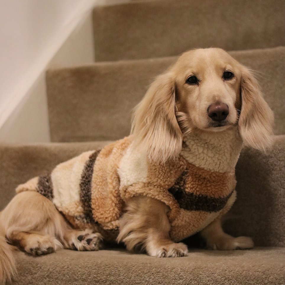 Teddy Bear Cosy Fleeces For Dogs Hugo and Ted