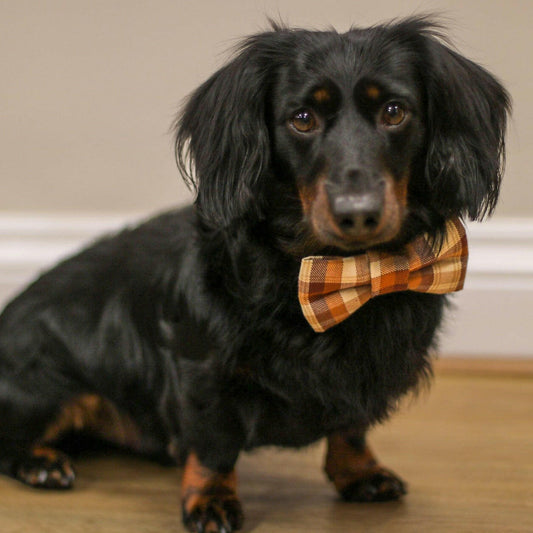 Bow Ties and Bandanas - Hugo and Ted