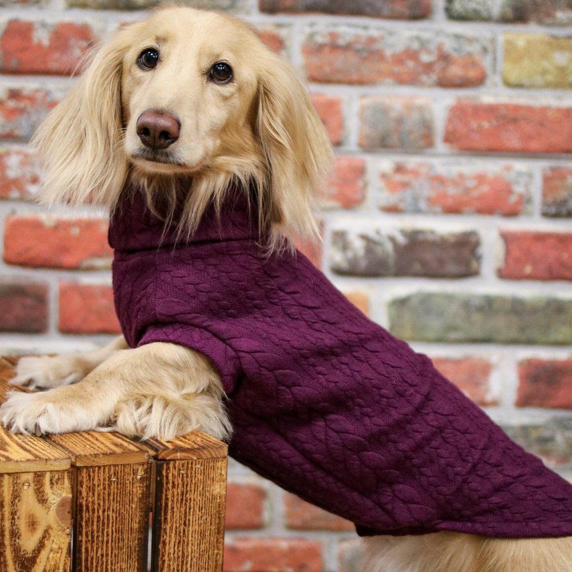 Cable Knit Dog Jumpers - Hugo and Ted