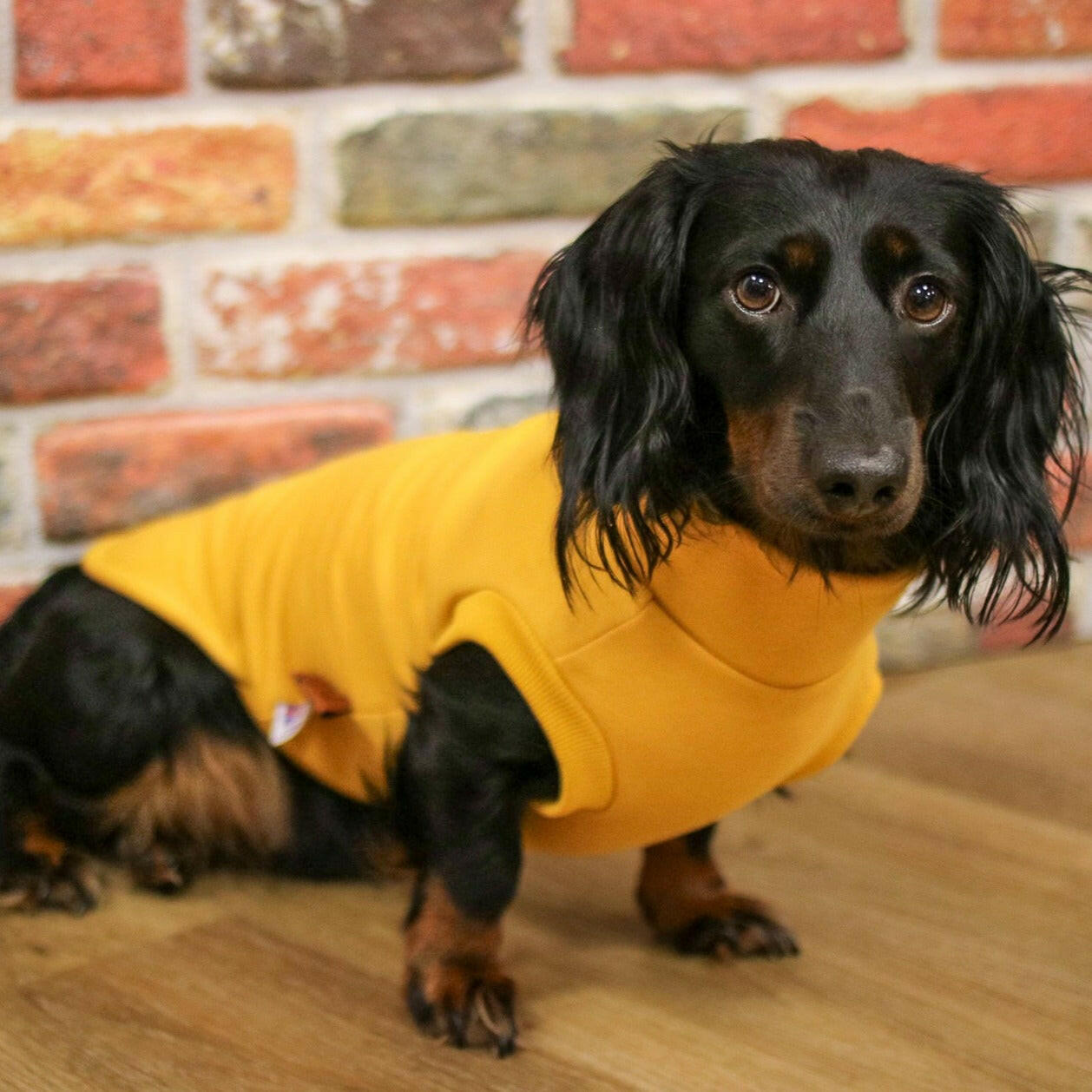 Dog Sweatshirts - Hugo and Ted