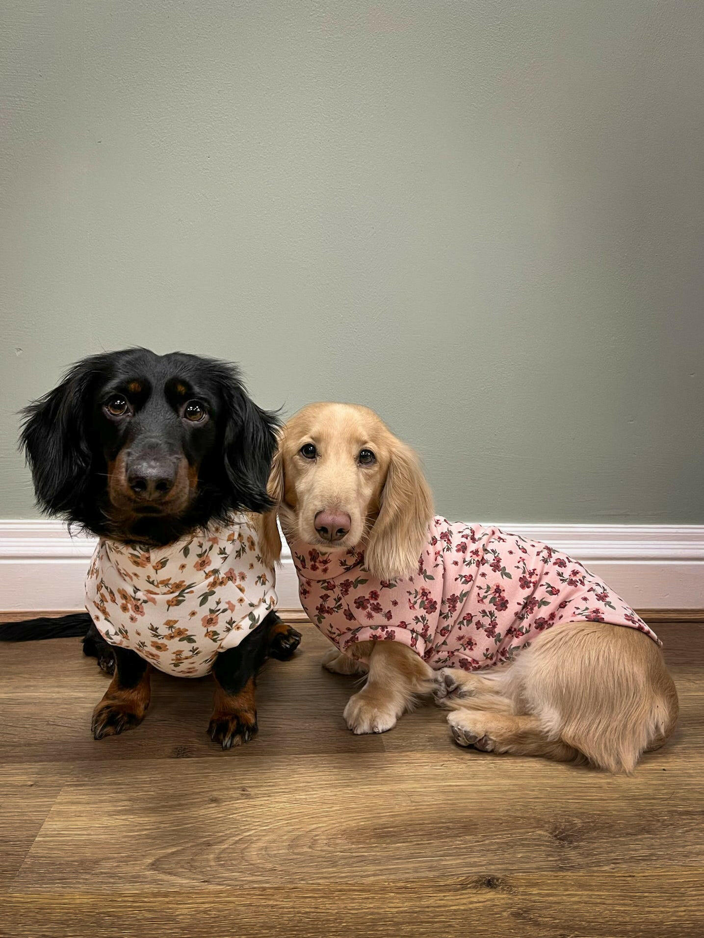 Floral Dog Sweatshirts - Hugo and Ted