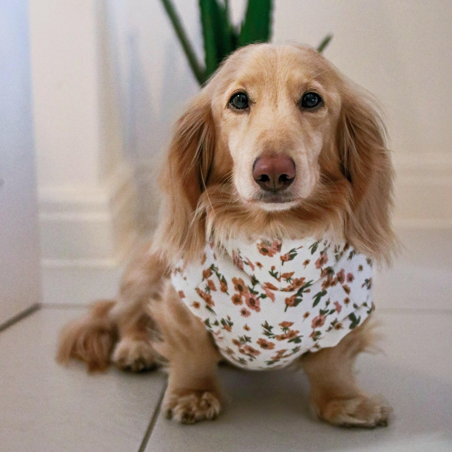 Floral Dog Sweatshirts - Hugo and Ted