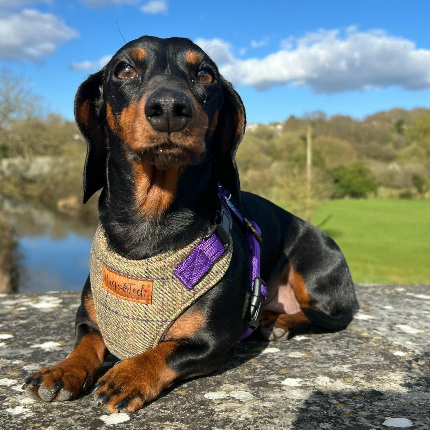 Heritage Collection Standard Harnesses - Hugo and Ted