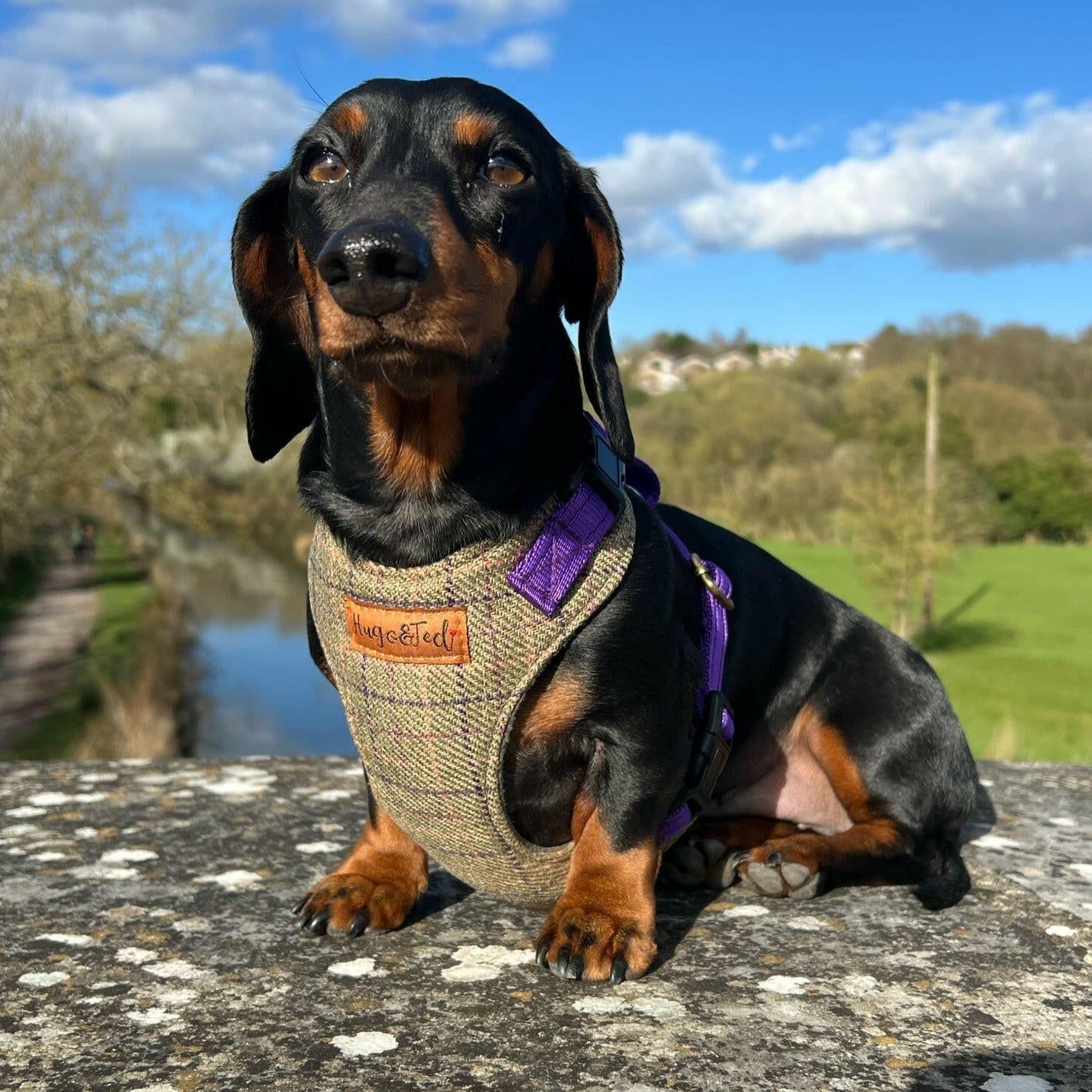 Heritage Collection Standard Harnesses - Hugo and Ted