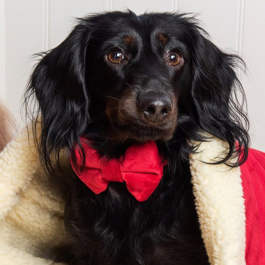 Luxury Velvet Christmas Bow Ties - Hugo and Ted