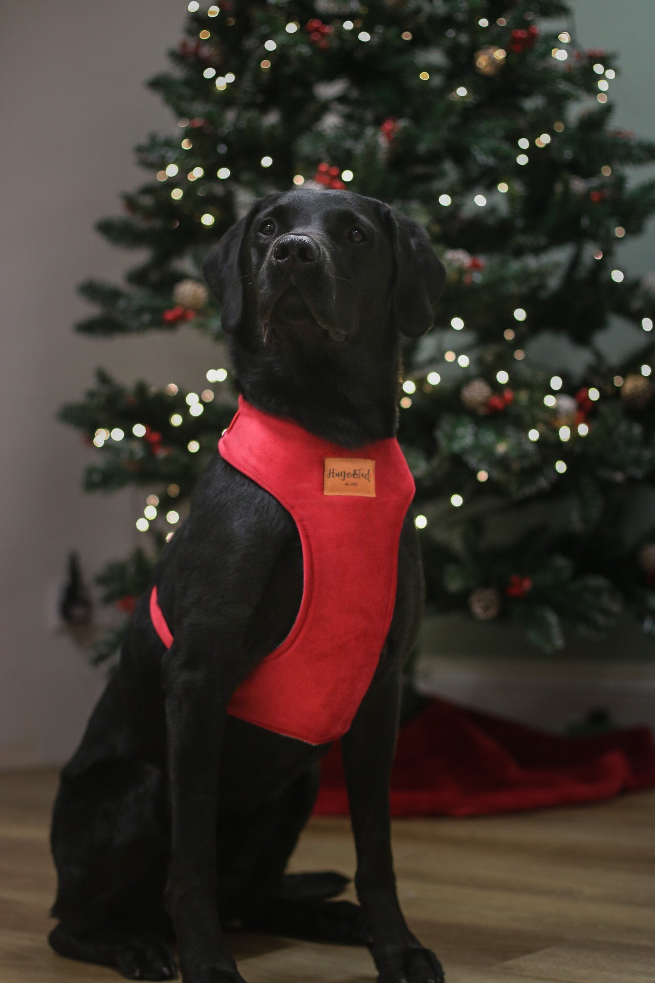 Luxury Velvet Christmas Standard Harnesses - Hugo and Ted