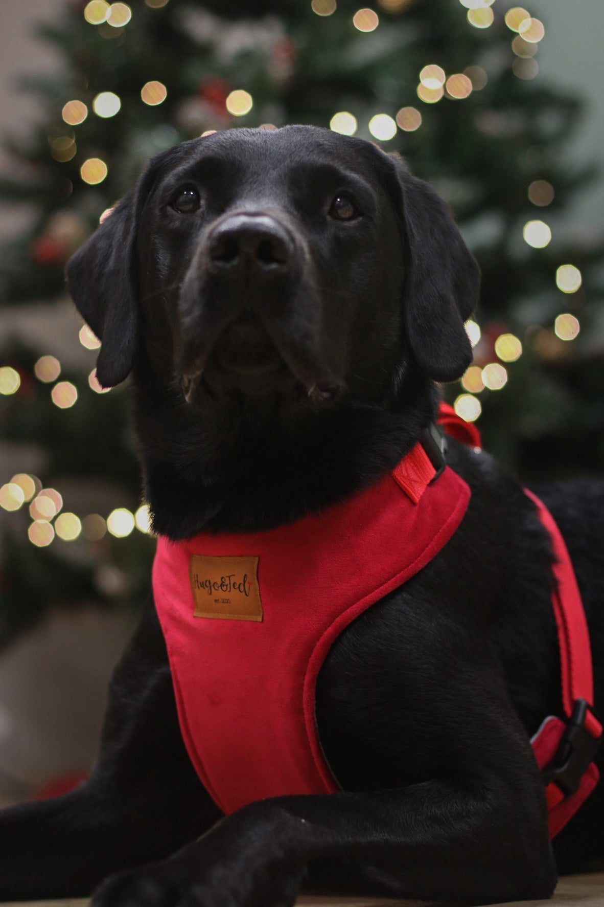 Luxury Velvet Christmas Standard Harnesses - Hugo and Ted