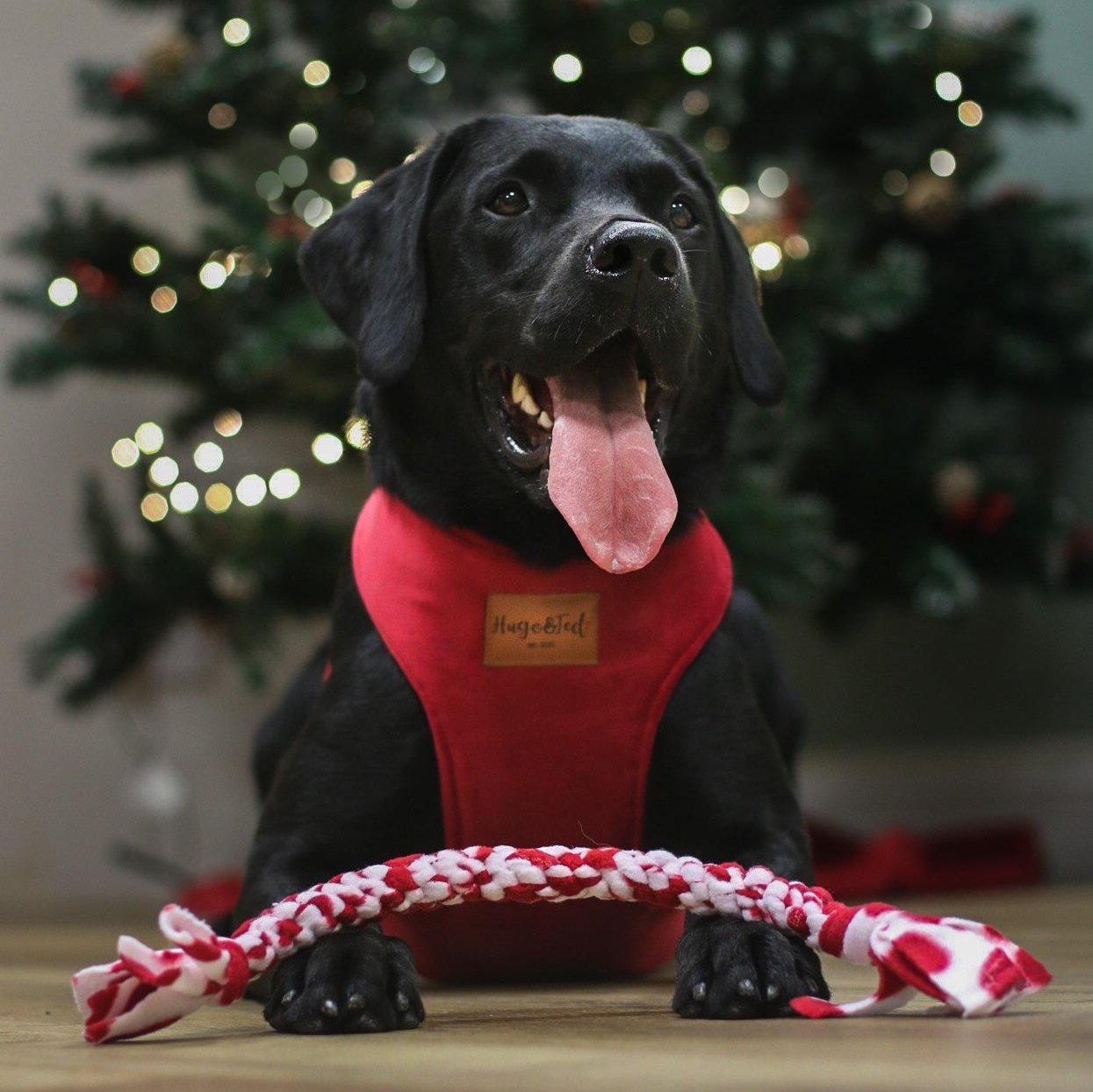 Luxury Velvet Christmas Standard Harnesses - Hugo and Ted