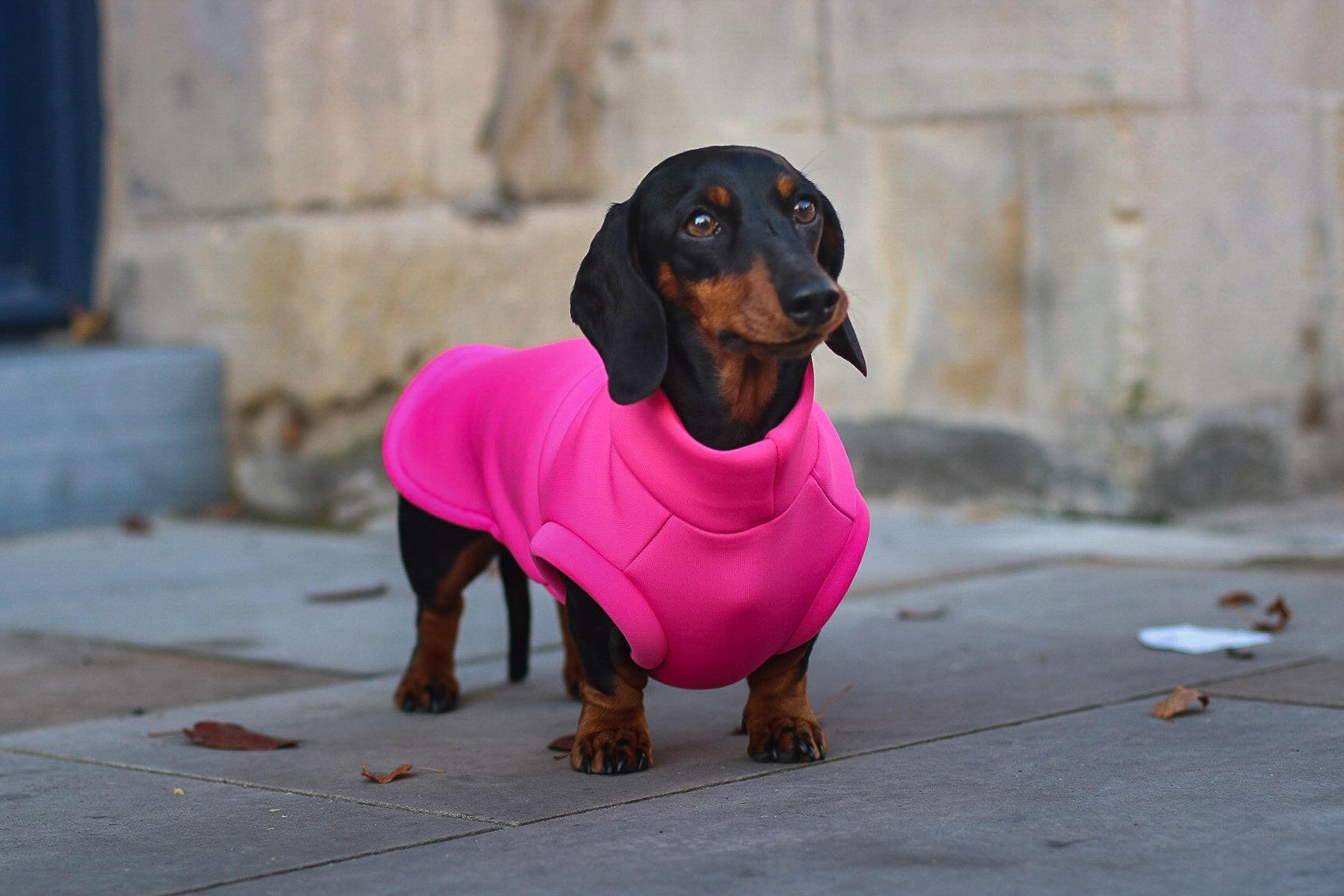 Neoprene Dog Coats - Hugo and Ted