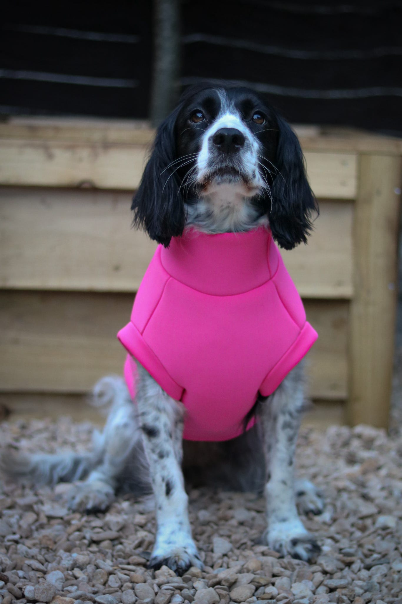 Neoprene Dog Coats - Hugo and Ted