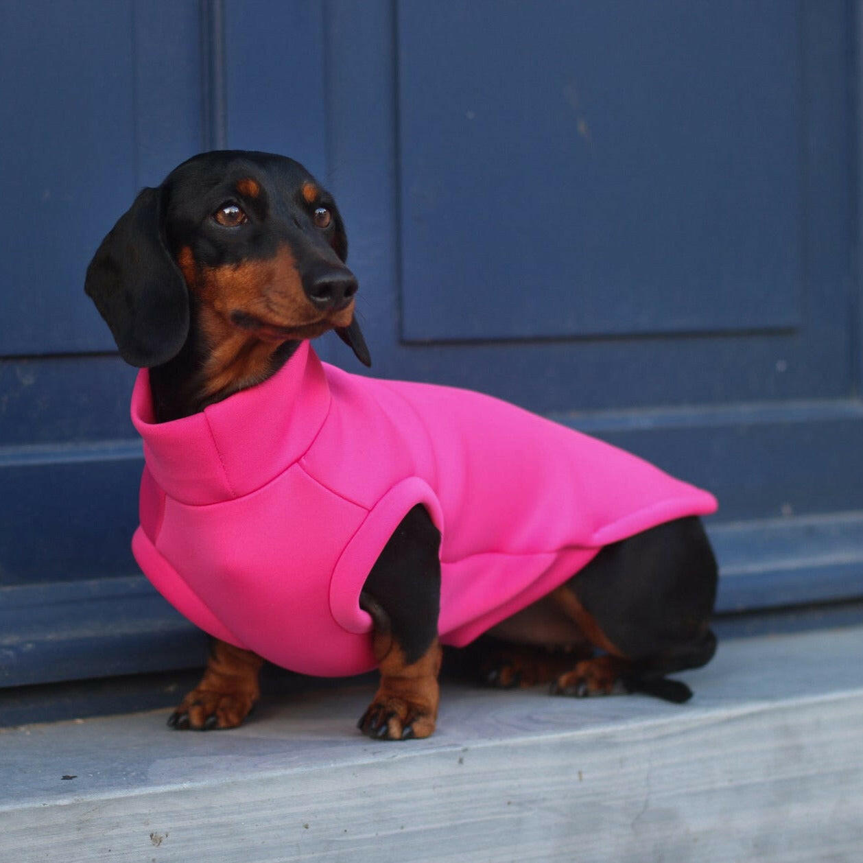 Neoprene Dog Coats - Hugo and Ted