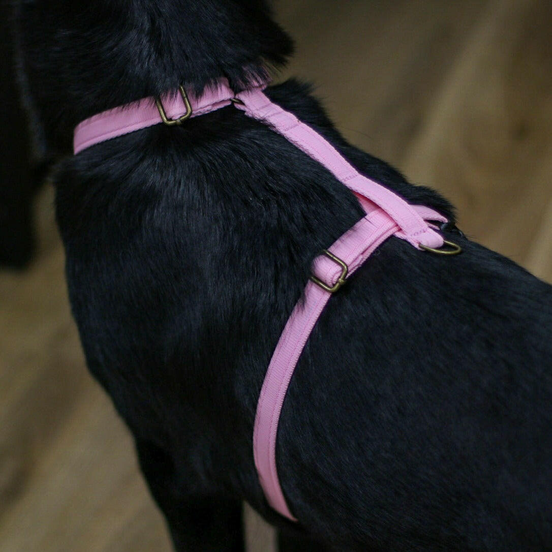 Padded, Strap Harnesses - Hugo and Ted