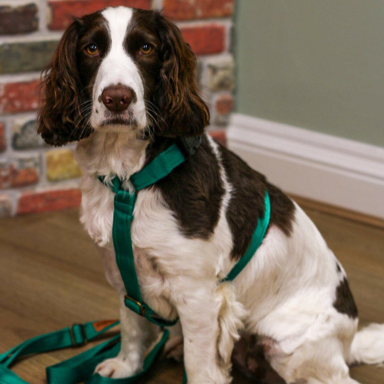 Padded Strap Harnesses Fully Adjustable Dog Harness Hugo and Ted