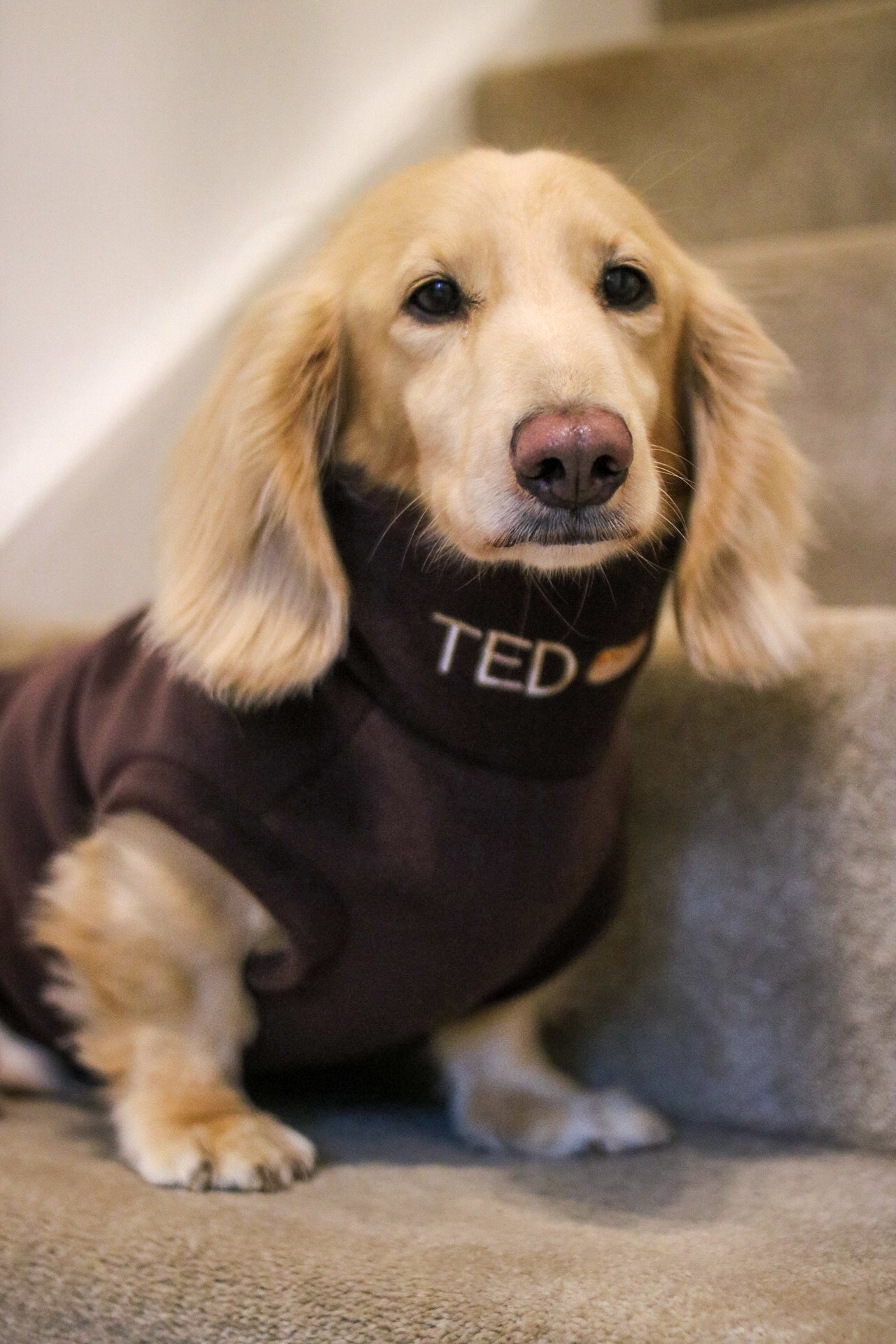 Personalised Fleece Snuggle Jumpers - Hugo and Ted