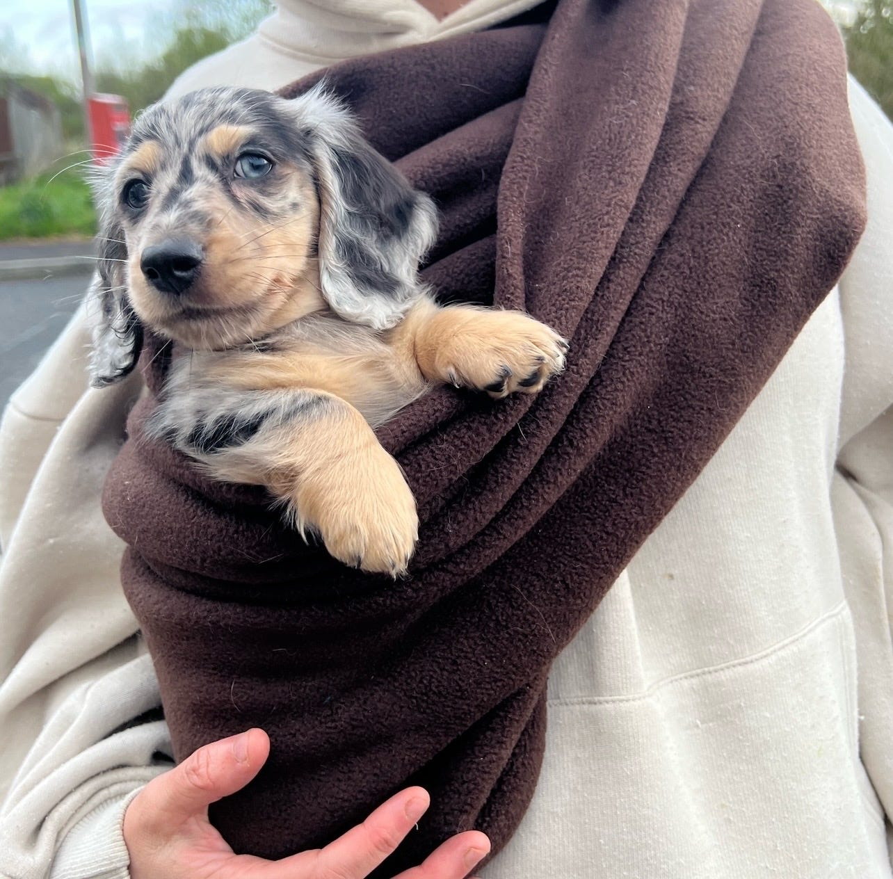 Puppy sling best sale