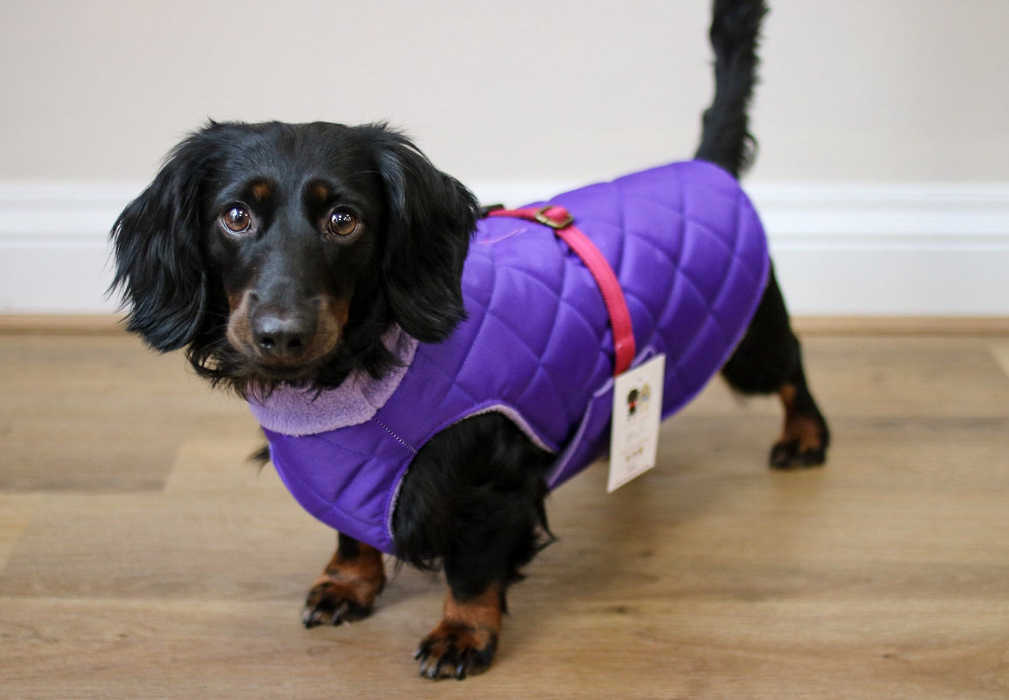 Quilted Ultimate Walkies Waterproof Coat - Hugo and Ted