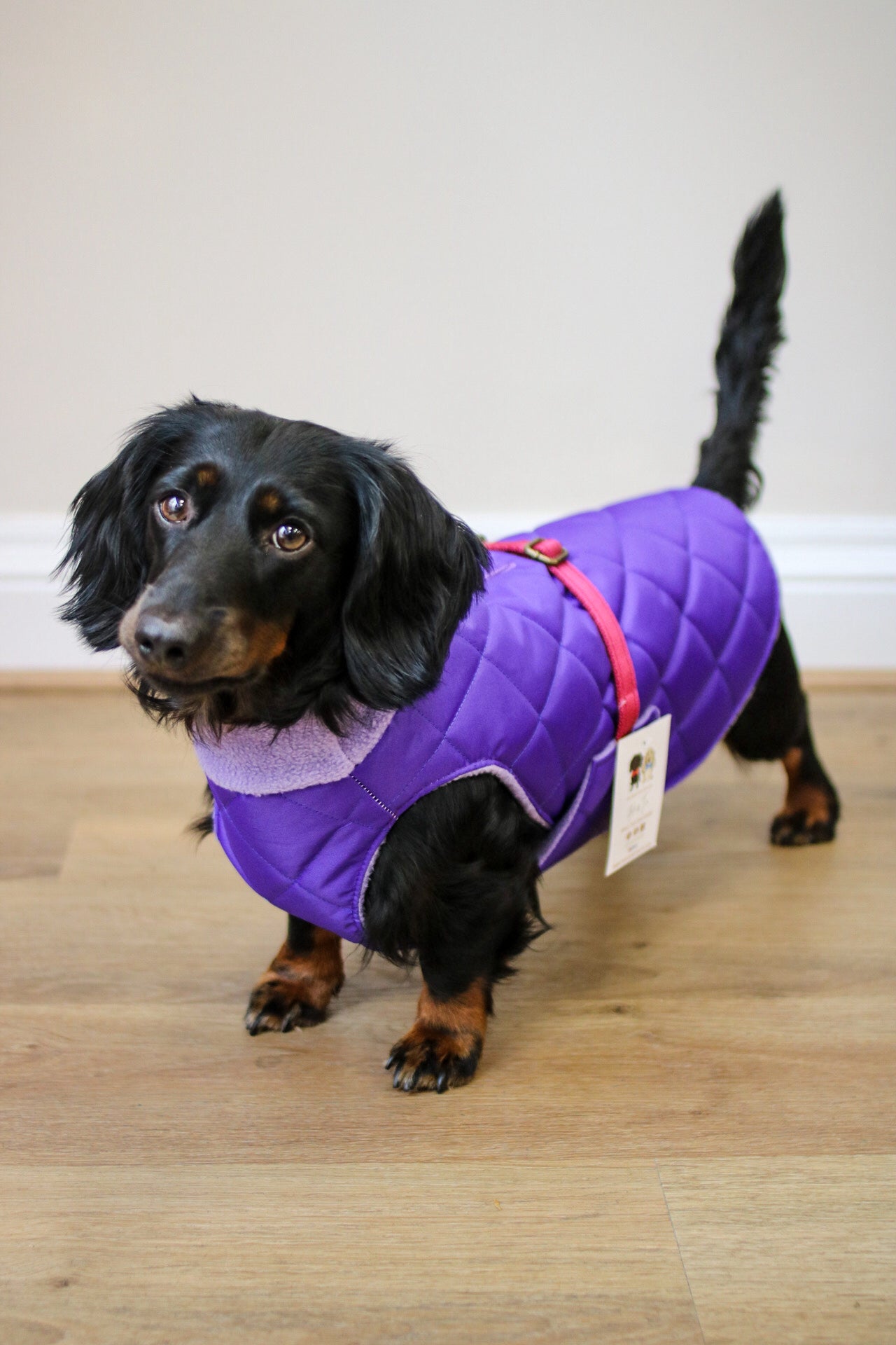 Quilted Ultimate Walkies Waterproof Coat - Hugo and Ted