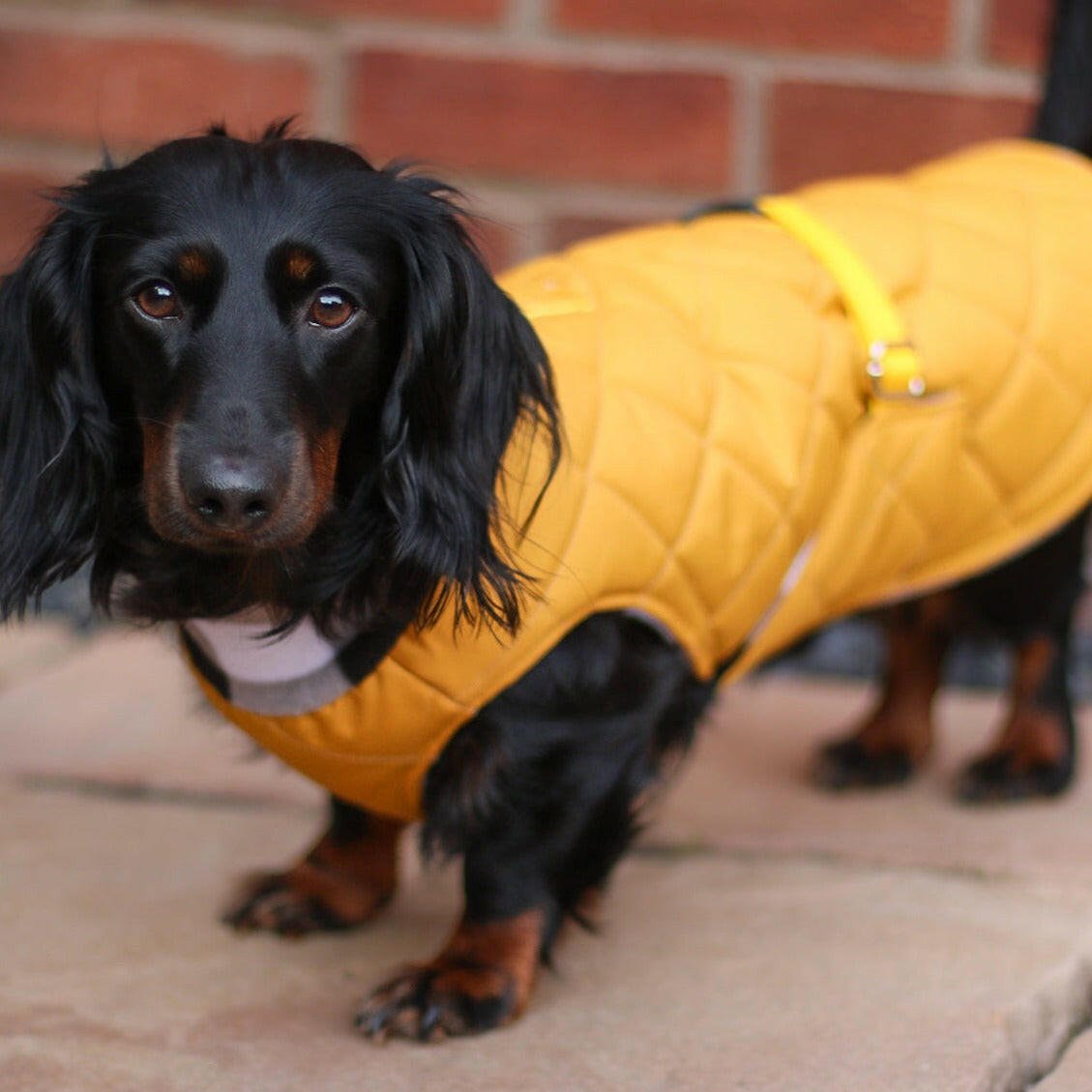 Quilted Ultimate Walkies Waterproof Coat - Hugo and Ted