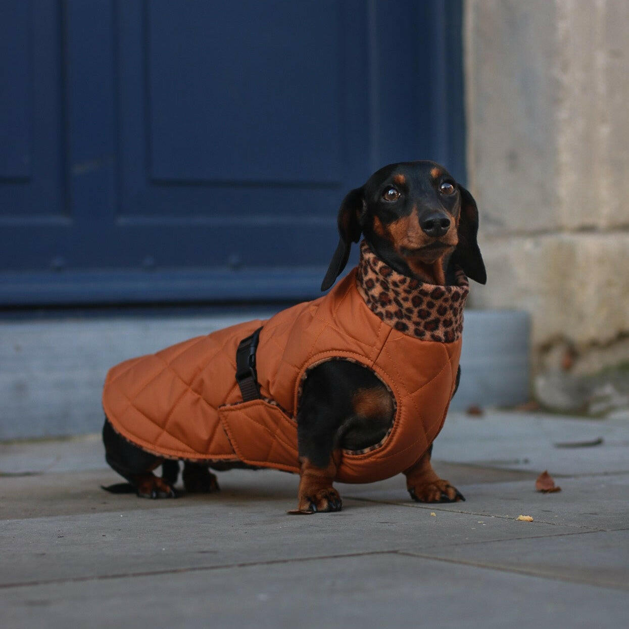 Quilted Ultimate Walkies Waterproof Coat - Hugo and Ted