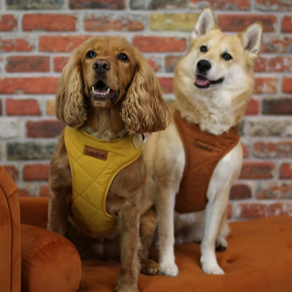 Standard Size Venture Harnesses - Hugo and Ted