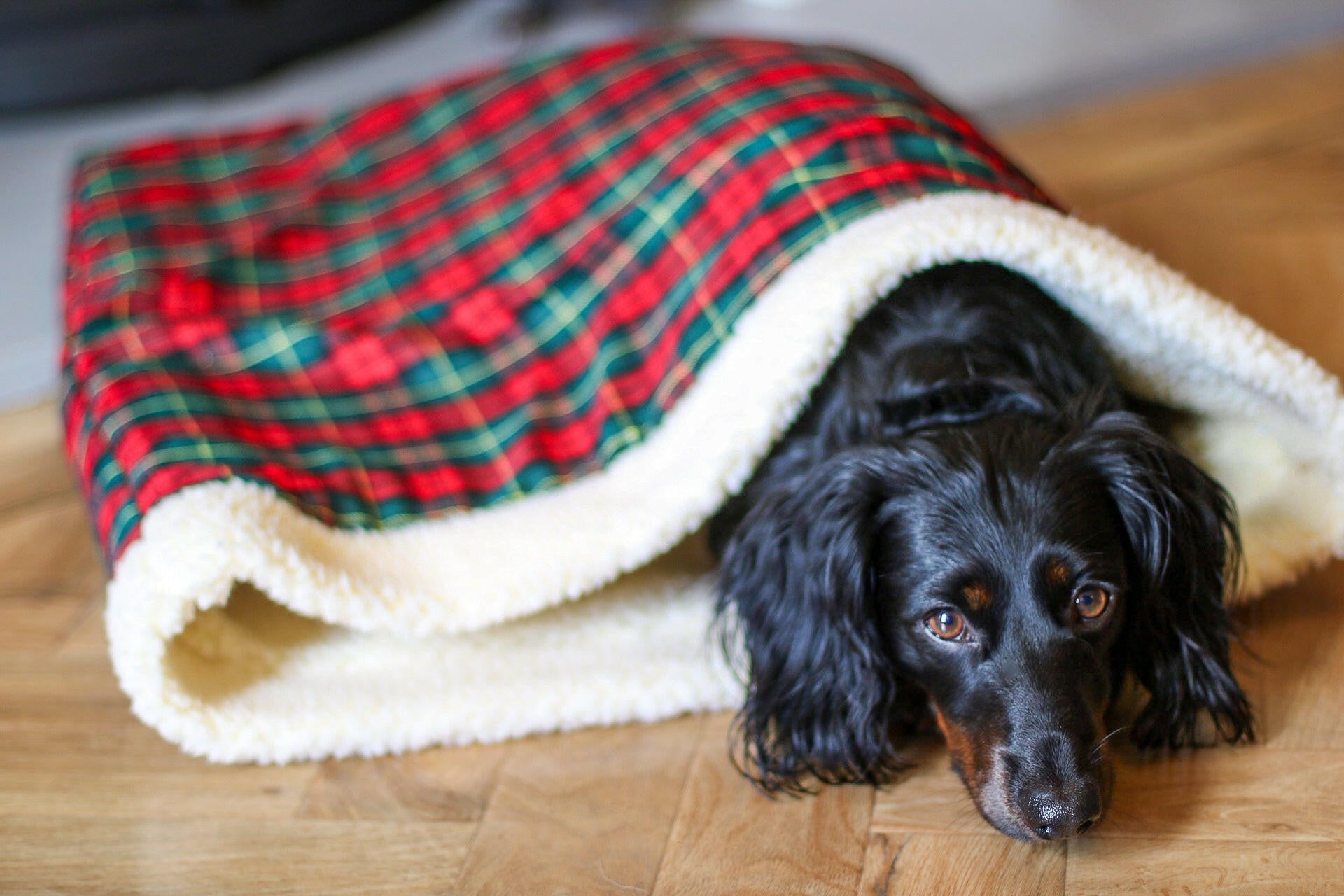 Tartan Collection Snuggle Sacks - Hugo and Ted