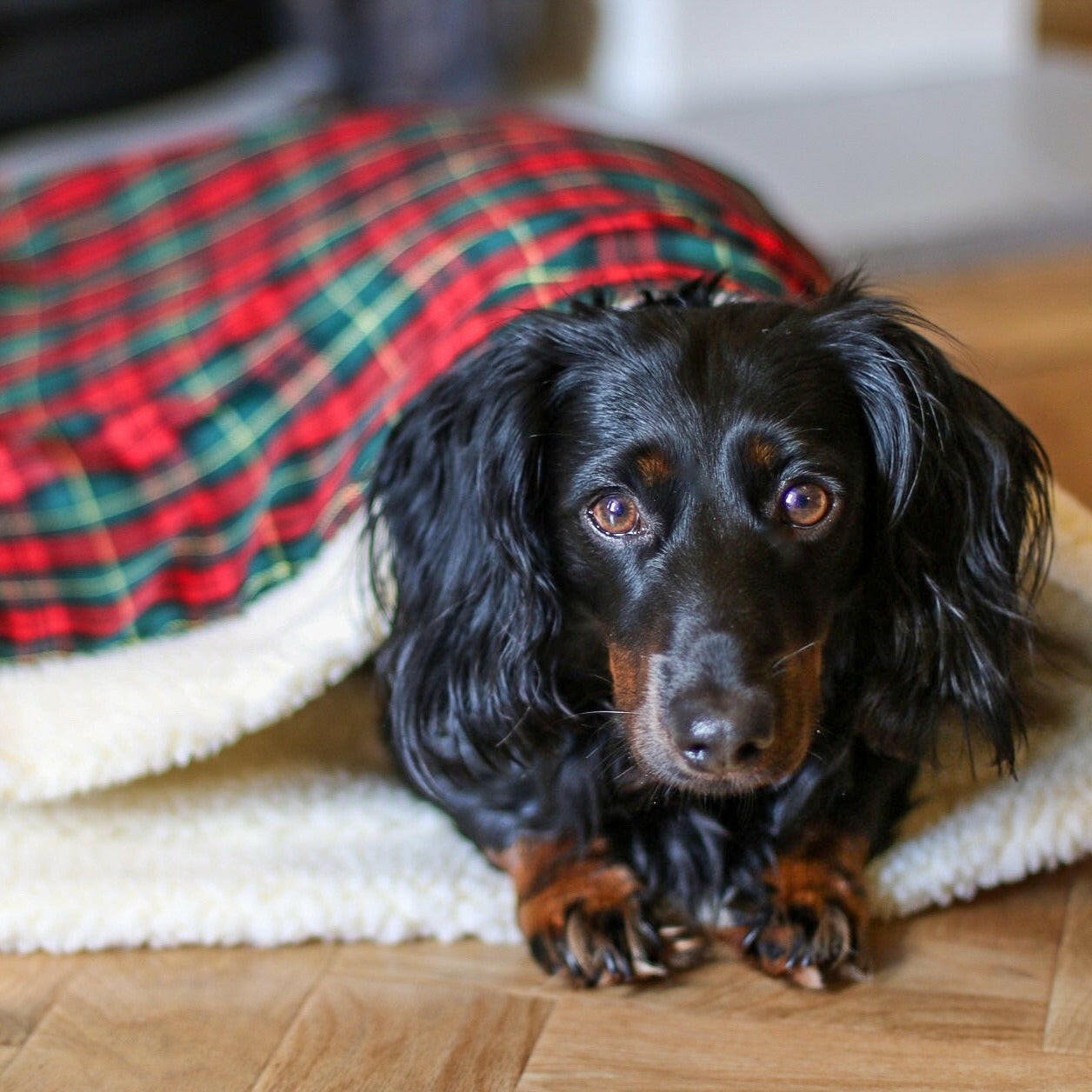 Tartan Collection Snuggle Sacks - Hugo and Ted