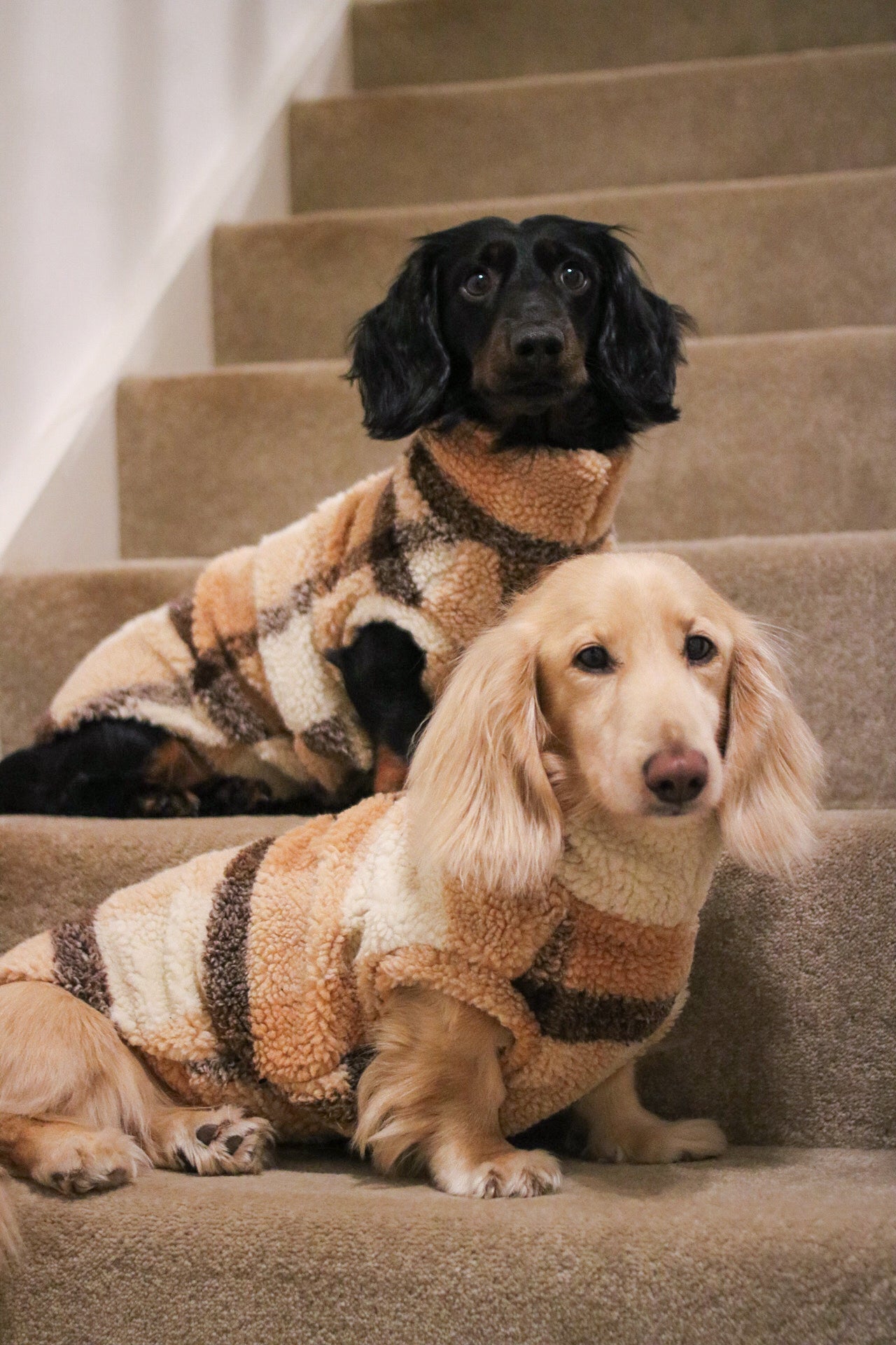 Teddy Bear Cosy Fleeces For Dogs Hugo and Ted