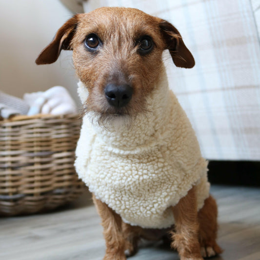 Teddy Bear Dog Fleeces - Hugo and Ted