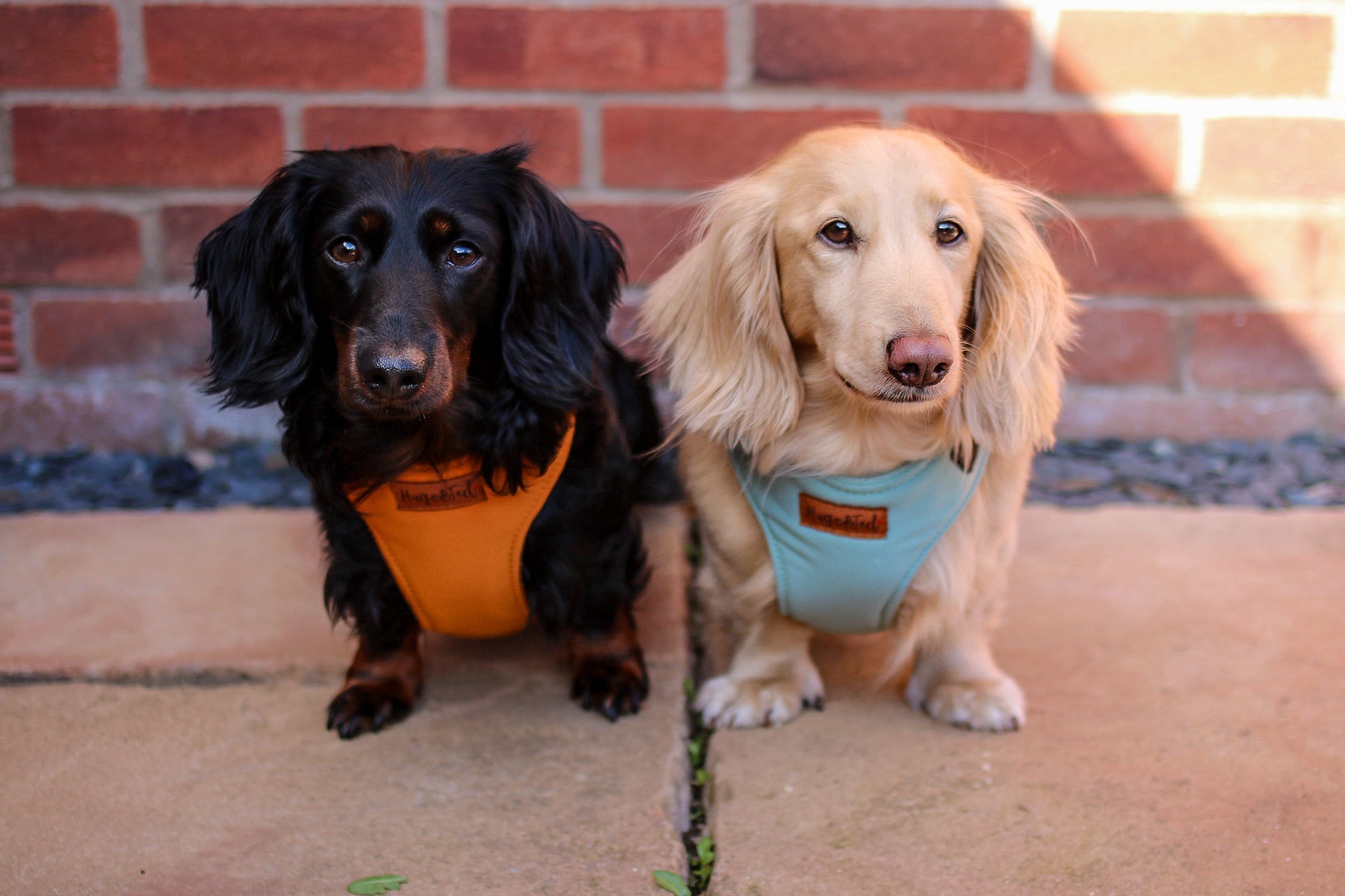 Waterproof Light - Weight Rainfleece Harnesses - Hugo and Ted