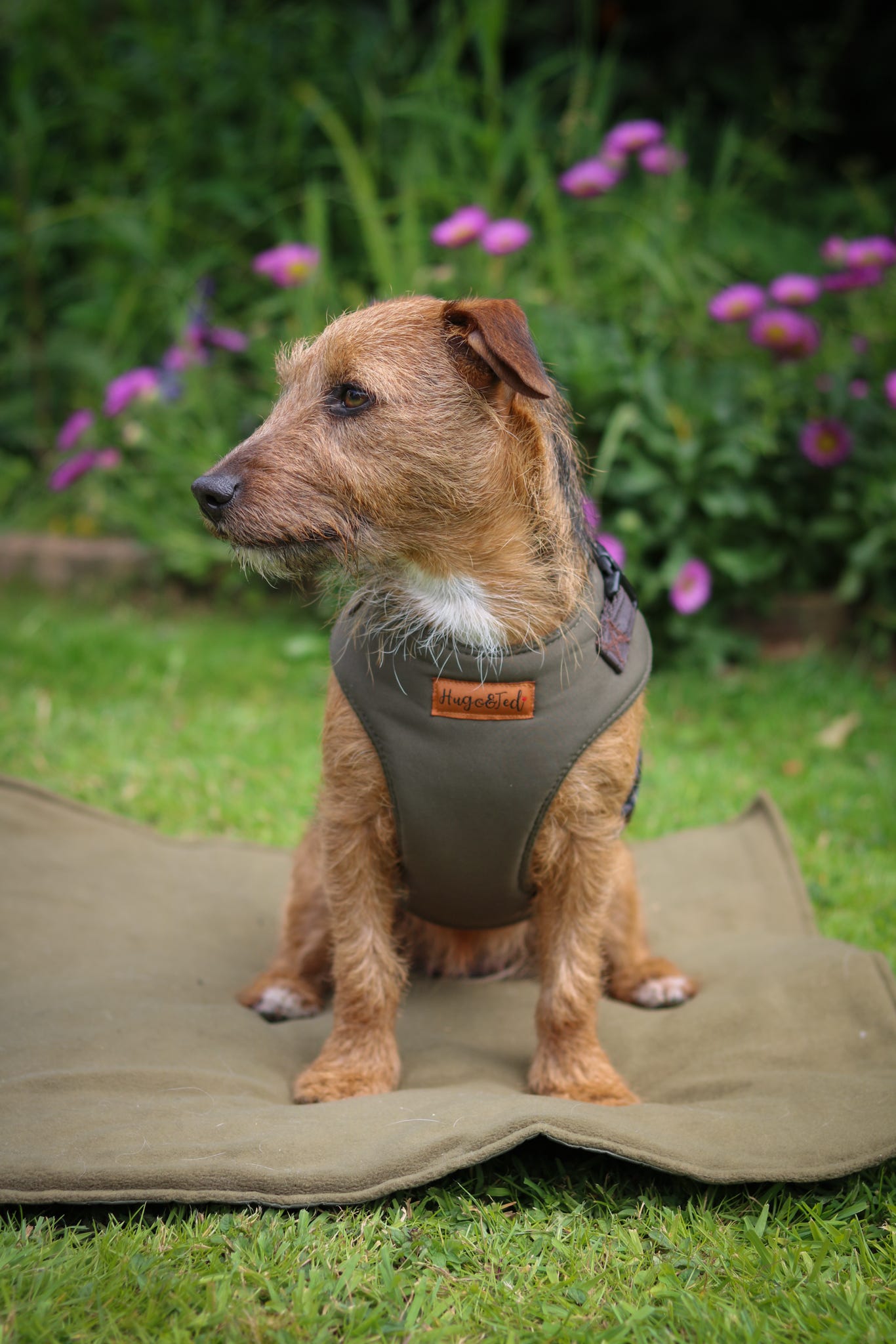 Waterproof Light - Weight Rainfleece Harnesses - Hugo and Ted