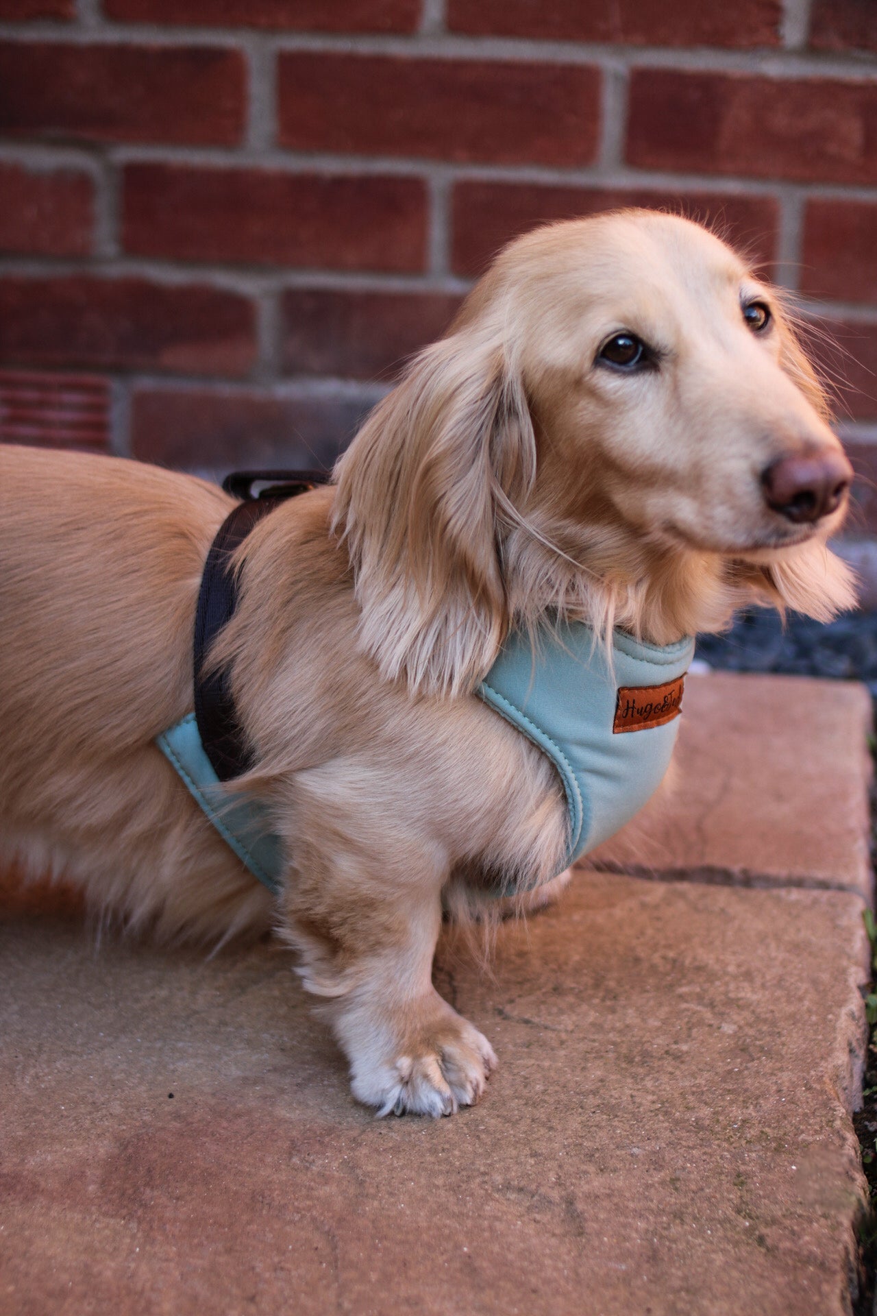 Waterproof Light - Weight Rainfleece Harnesses - Hugo and Ted