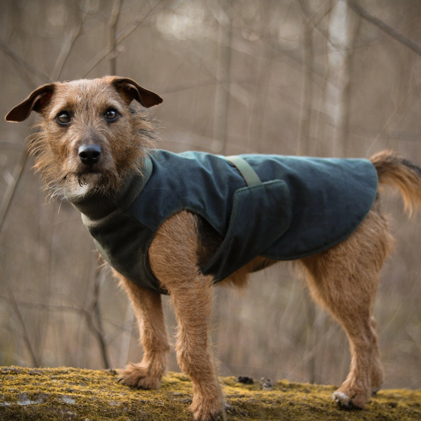 Wax Ultimate Walkies Waterproof Coats - Hugo and Ted