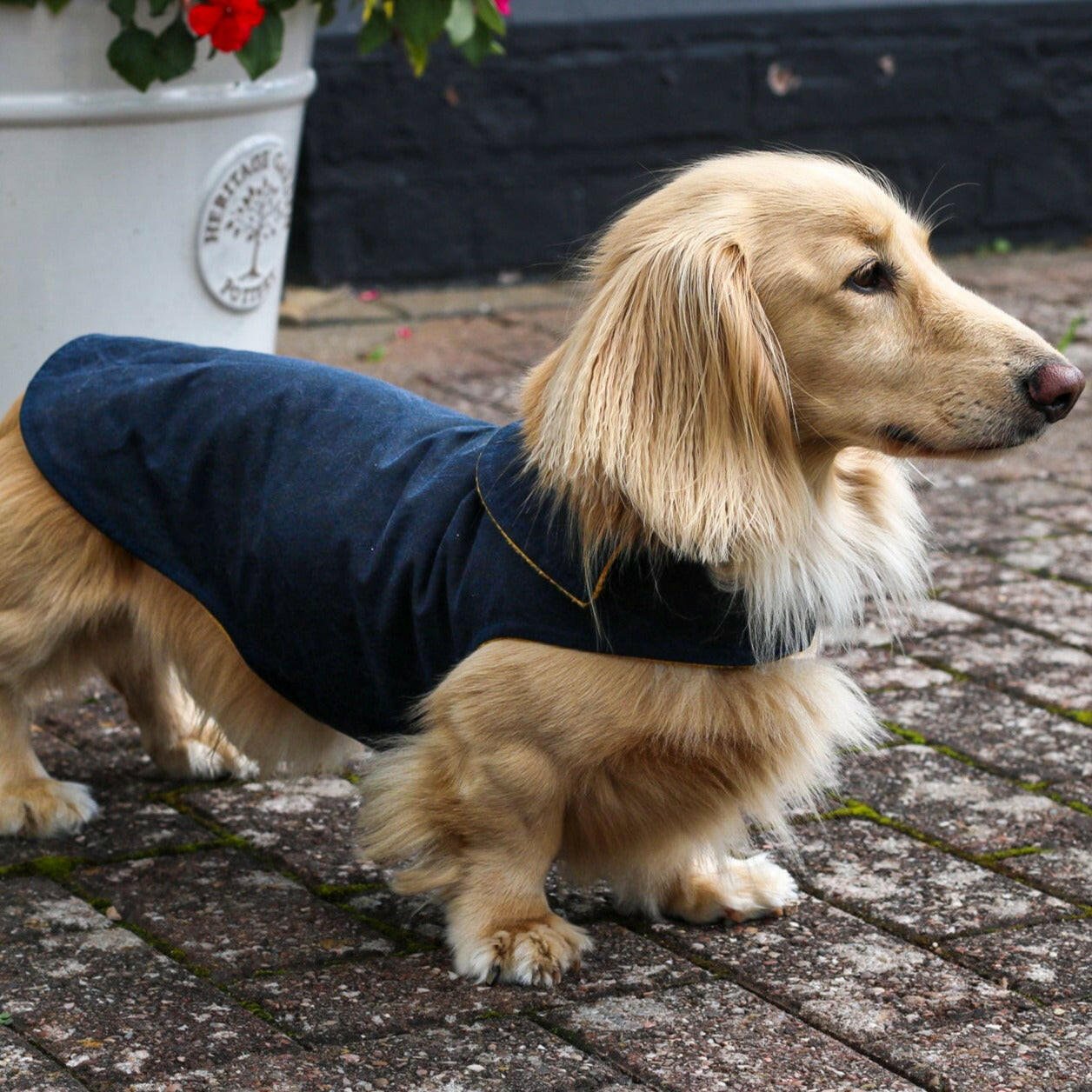 Waxed Cotton, Waterproof Simple Dog Coats - Hugo and Ted