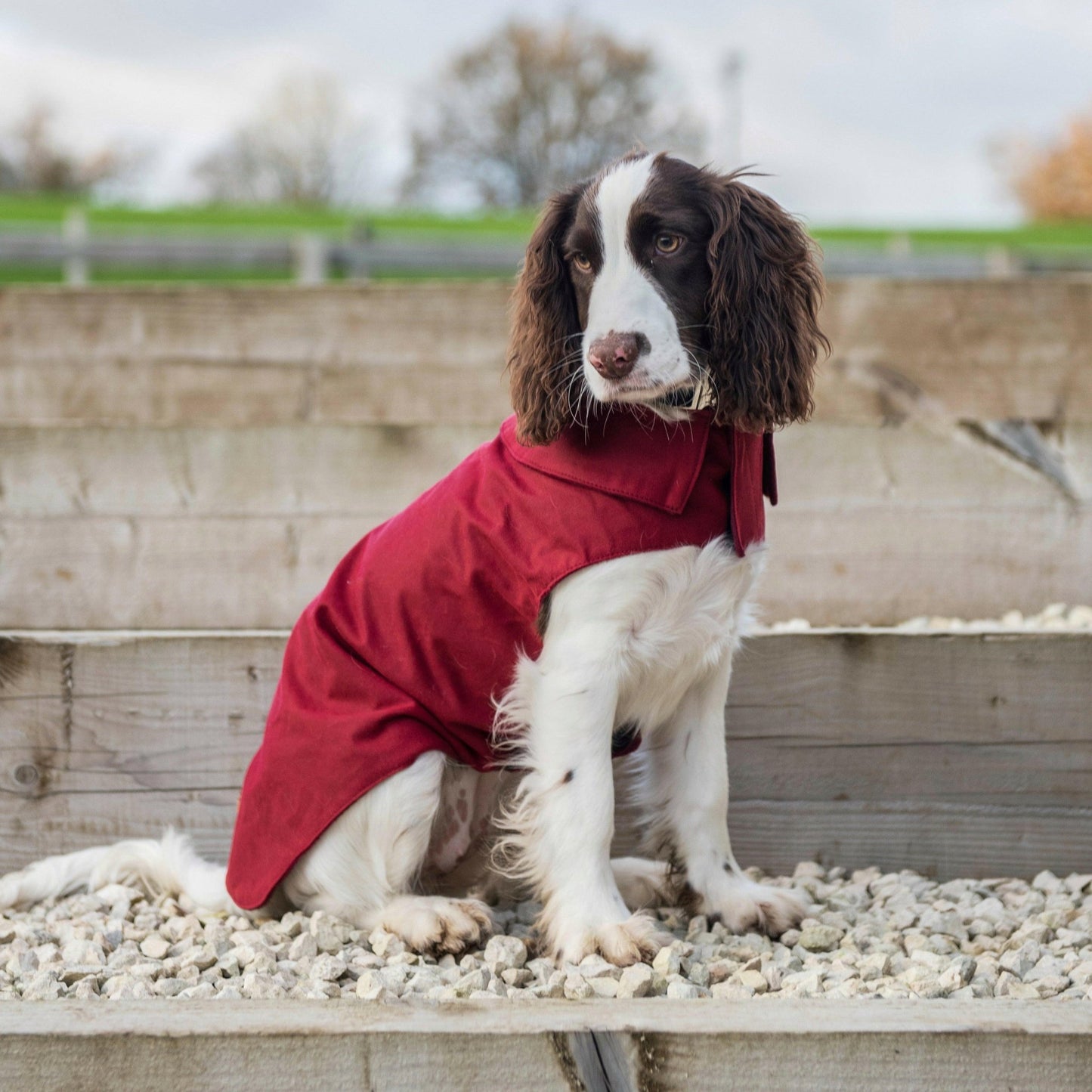 Waxed Cotton, Waterproof Simple Dog Coats - Hugo and Ted
