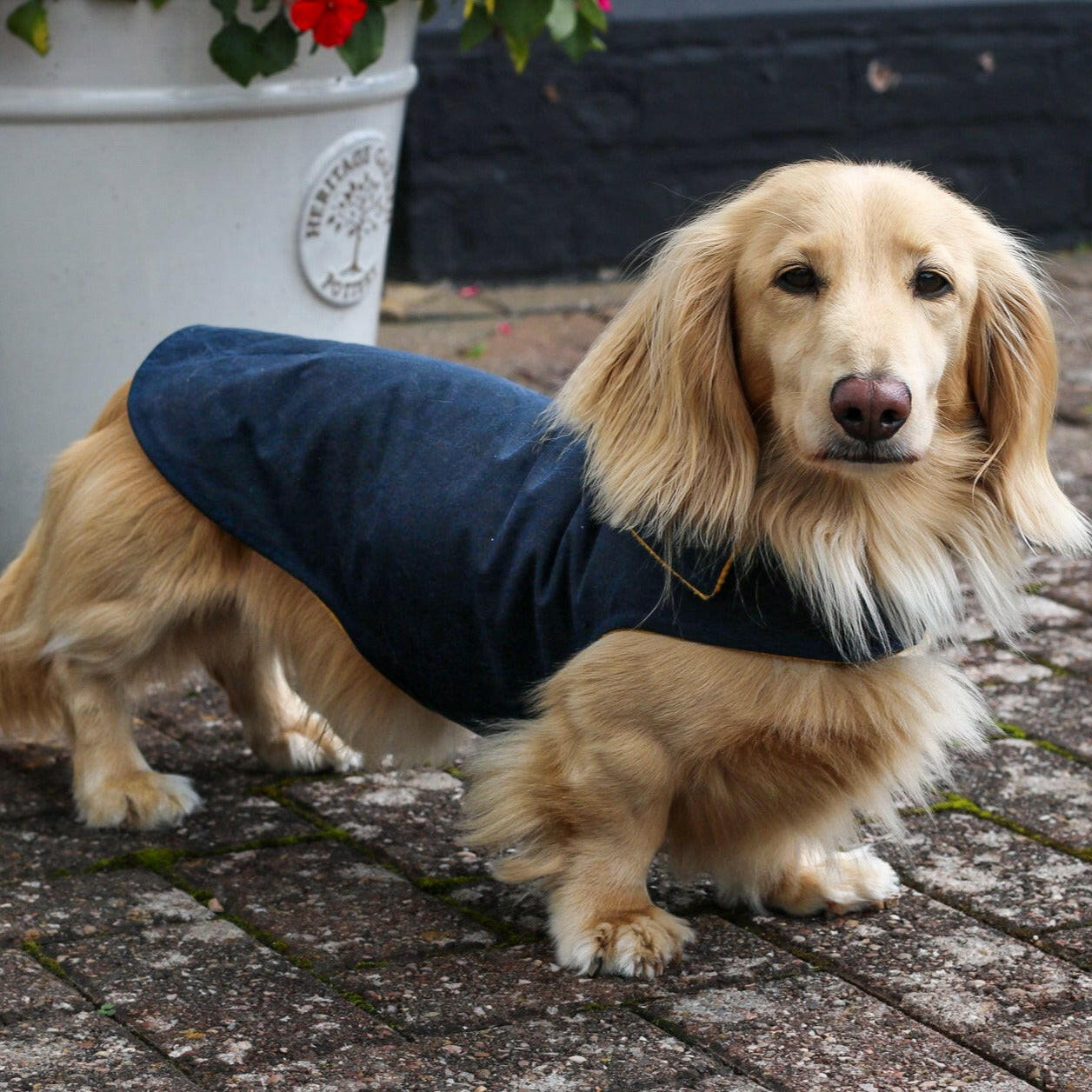 Waxed Cotton Waterproof Simple Dog Coats Hugo and Ted