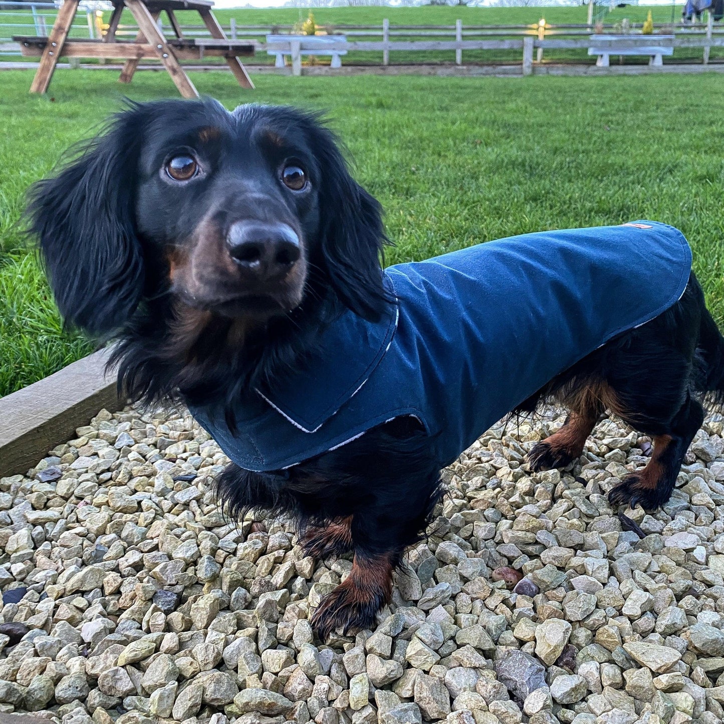 Waxed Cotton, Waterproof Simple Dog Coats - Hugo and Ted